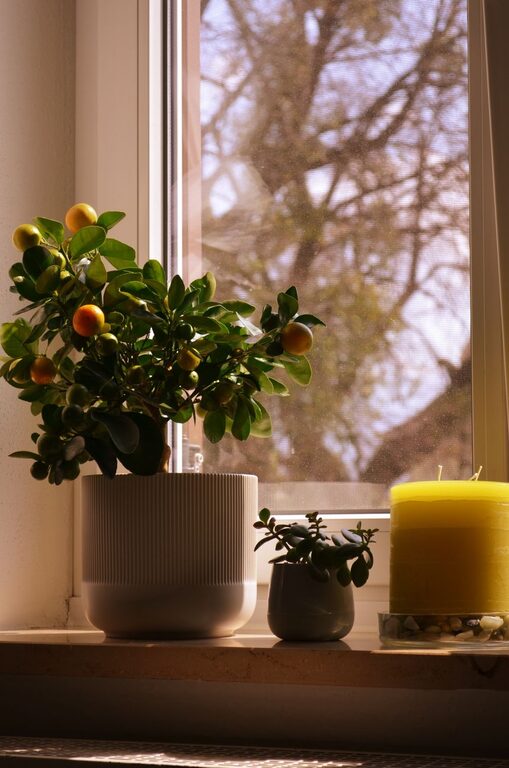 Cum să-ți reîmprospătezi casa cu plante de interior
